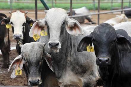 En apoyo al sector pecuario, sementales al 50 por ciento de su precio: Sedrua